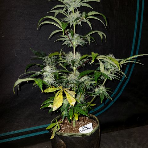 CBD Critical Mass growlog timeline photo
