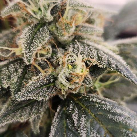 CBD Critical Mass growlog timeline photo
