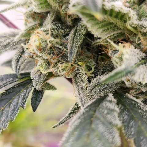CBD Critical Mass growlog timeline photo