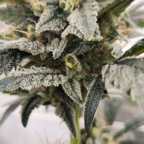 CBD Critical Mass growlog timeline photo