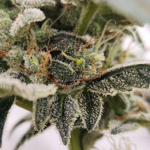 CBD Critical Mass growlog timeline photo