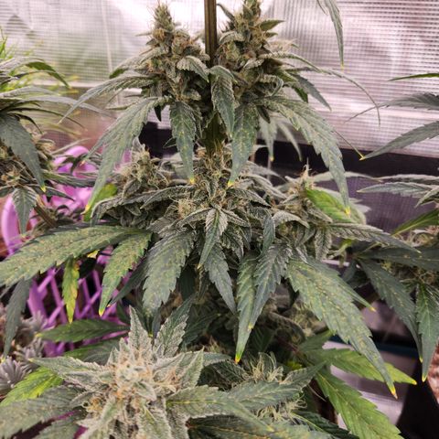 CBD Critical Mass growlog timeline photo