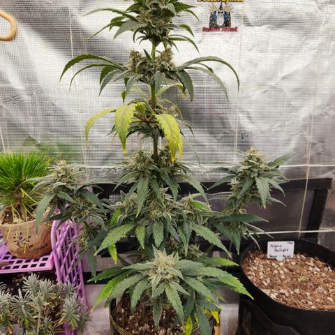 CBD Critical Mass growlog timeline photo