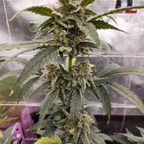 CBD Critical Mass growlog timeline photo