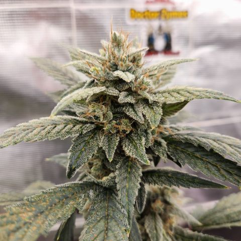 CBD Critical Mass growlog timeline photo