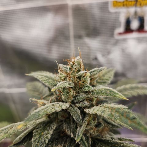 CBD Critical Mass growlog timeline photo
