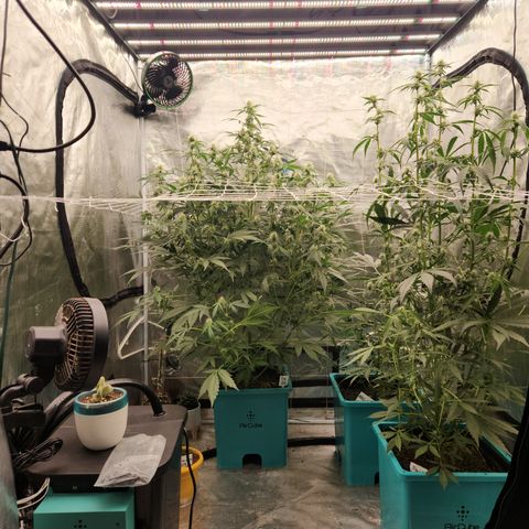 Fog Dog auto  growlog timeline photo
