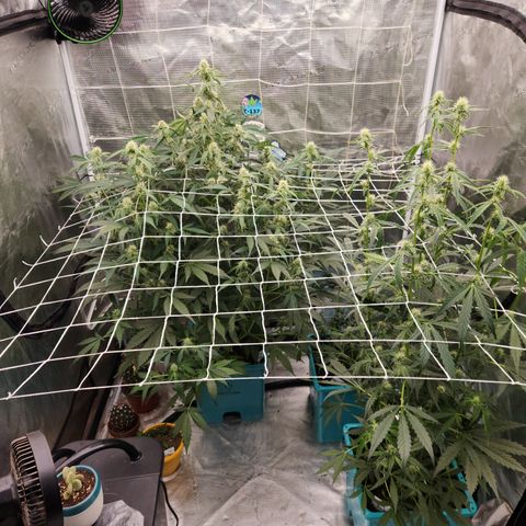 Fog Dog auto  growlog timeline photo