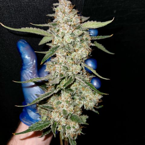 Fog Dog auto  growlog timeline photo