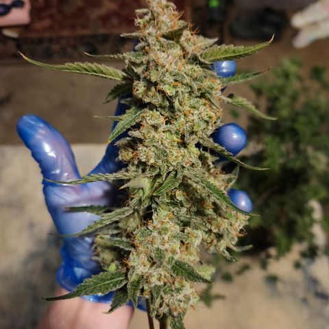 Fog Dog auto  growlog timeline photo