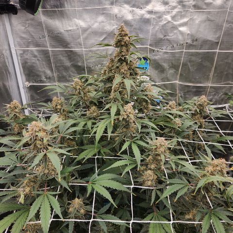 Fog Dog auto  growlog timeline photo
