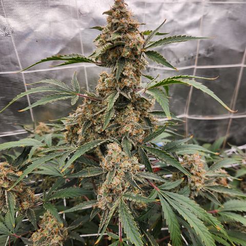 Fog Dog auto  growlog timeline photo