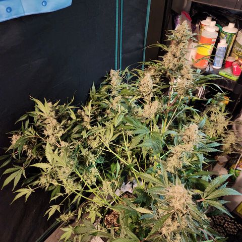 Fog Dog auto  growlog timeline photo
