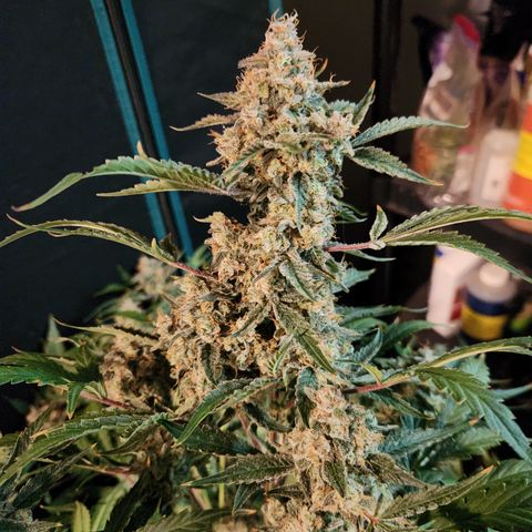 Fog Dog auto  growlog timeline photo