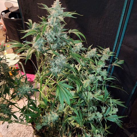 Fog Dog auto  growlog timeline photo