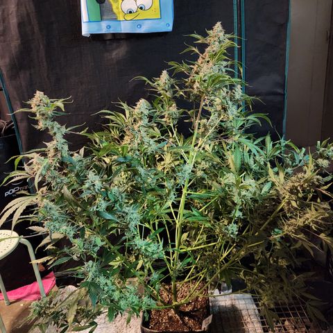 Fog Dog auto  growlog timeline photo