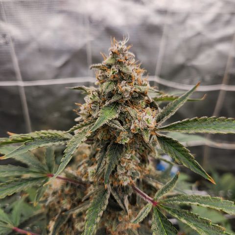 Fog Dog auto  growlog timeline photo