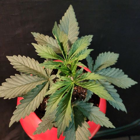 Triple Inferno  growlog timeline photo