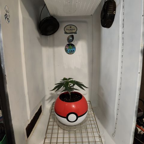 Triple Inferno  growlog timeline photo