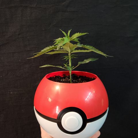 Triple Inferno  growlog timeline photo
