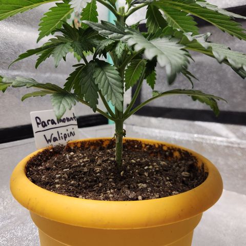 Paramount growlog timeline photo
