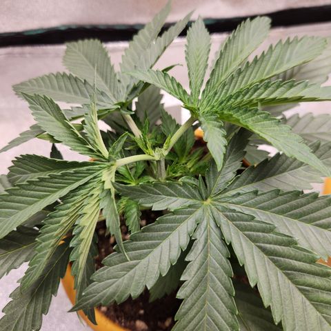 Shot Caller  growlog timeline photo