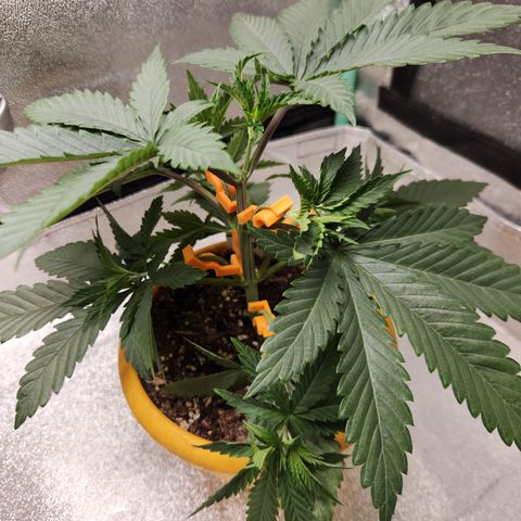 Shot Caller  growlog timeline photo