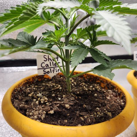 Shot Caller  growlog timeline photo
