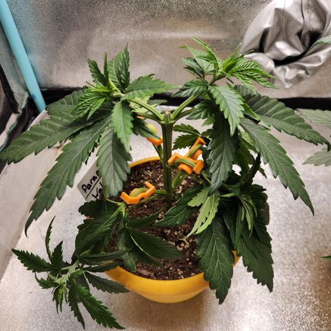 Paramount growlog timeline photo