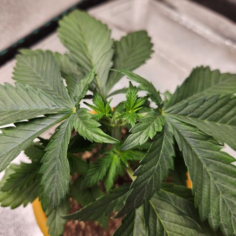 Paramount growlog timeline photo