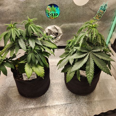 Paramount growlog timeline photo
