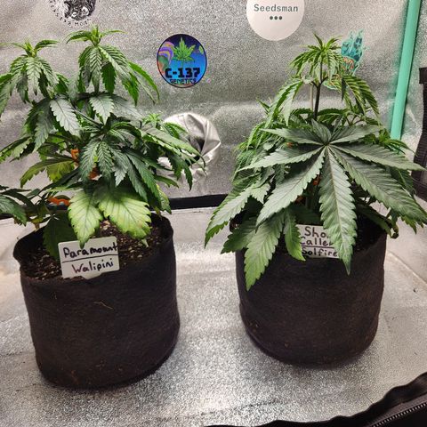 Paramount growlog timeline photo
