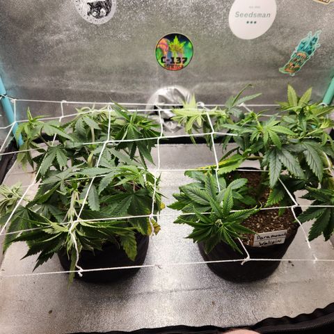 Paramount growlog timeline photo