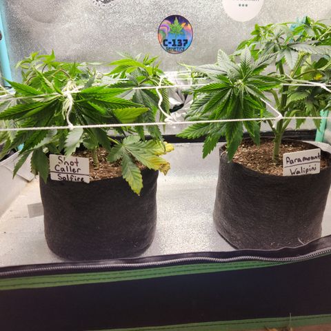 Paramount growlog timeline photo