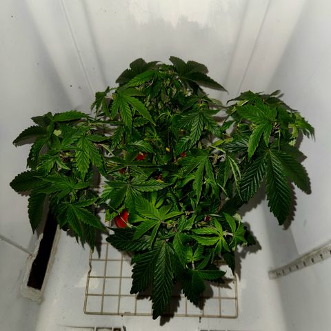 Triple Inferno  growlog timeline photo