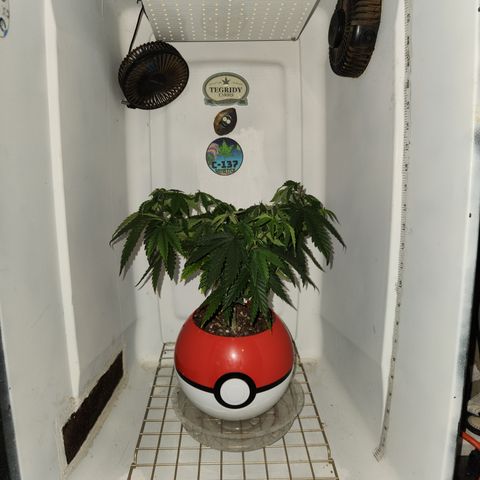 Triple Inferno  growlog timeline photo