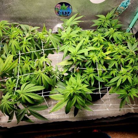 Paramount growlog timeline photo