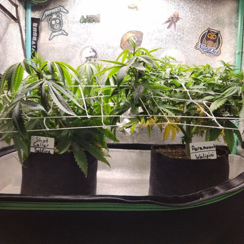 Paramount growlog timeline photo