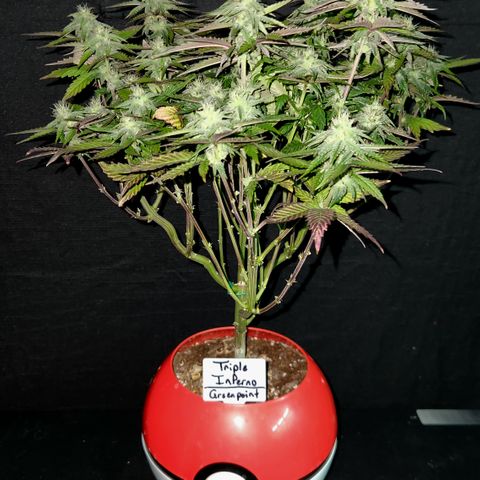 Triple Inferno  growlog timeline photo