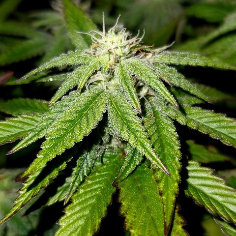 Triple Inferno  growlog timeline photo