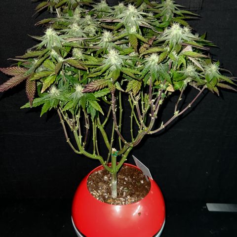 Triple Inferno  growlog timeline photo