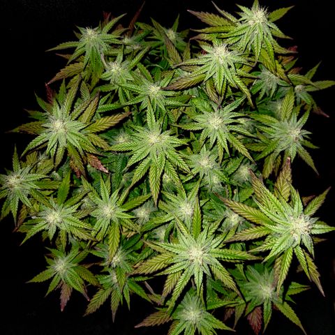 Triple Inferno  growlog timeline photo