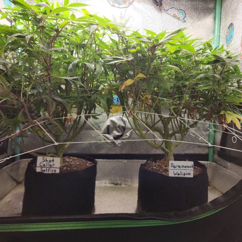 Paramount growlog timeline photo