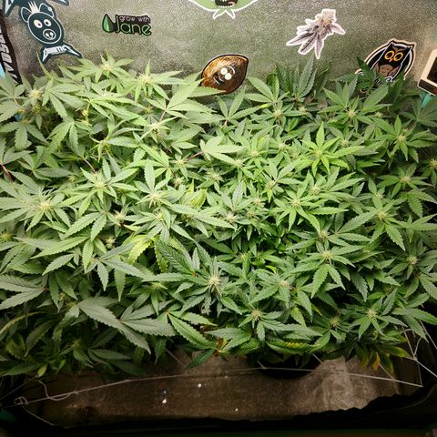 Paramount growlog timeline photo