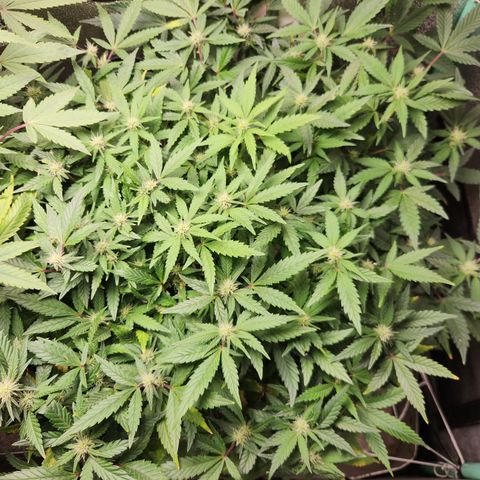 Paramount growlog timeline photo