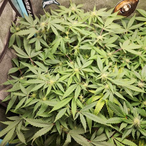 Shot Caller  growlog timeline photo