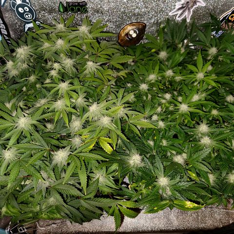 Paramount growlog timeline photo