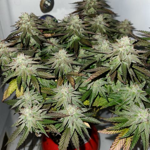 Triple Inferno  growlog timeline photo