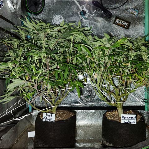 Paramount growlog timeline photo