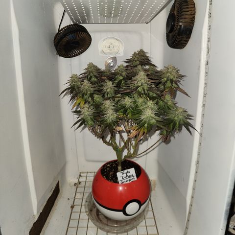 Triple Inferno  growlog timeline photo